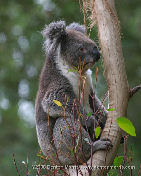 Aus2.JPG - Koala, Balarat, Australia