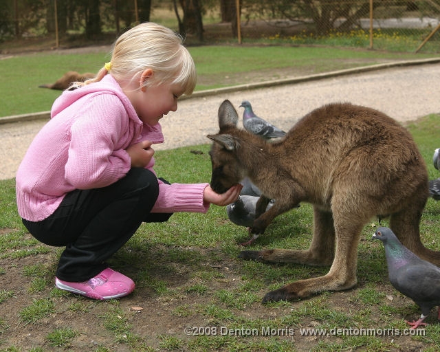 Aus6.JPG - Feeding the young wallaby in Balarat, Australia