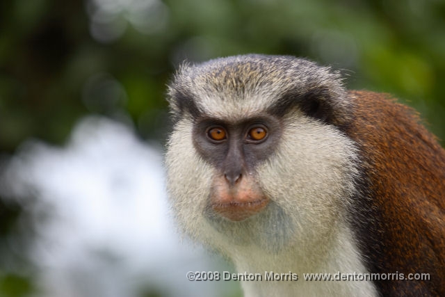Grenada1.jpg - Monkey in Grenada