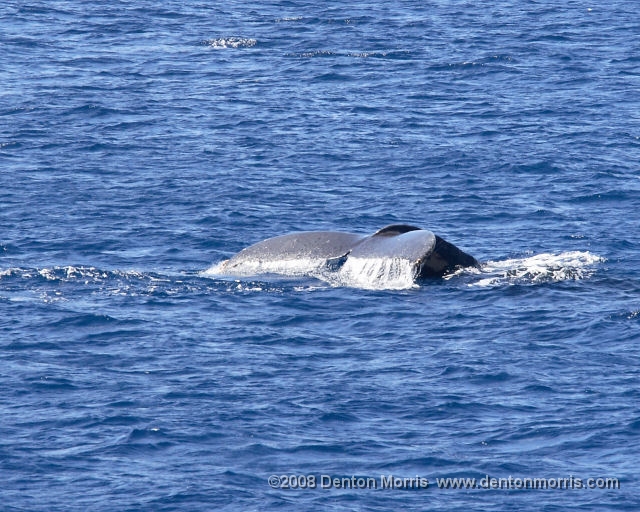 Hawaii2.jpg - Whale fluke, Hawaii