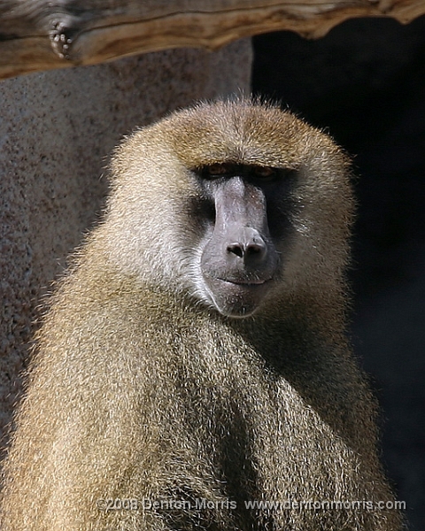 Primate1.JPG