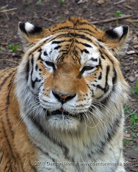 Tiger1.JPG