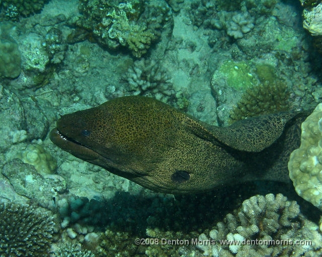 Tahiti11.JPG - Moray eel, Morea