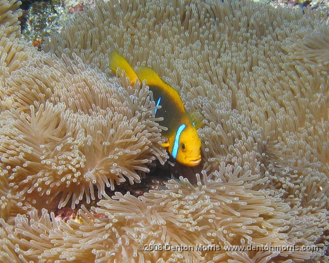 Tahiti2.JPG - Clown Fish, Bora Bora
