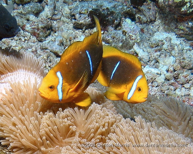 Tahiti3.JPG - Clown Fish, Bora Bora