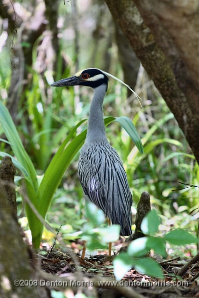 Florida10.jpg - Yellow Crested Night Heron, Florida