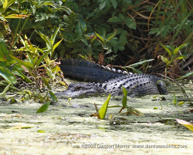 Florida6.jpg - Florida swamp
