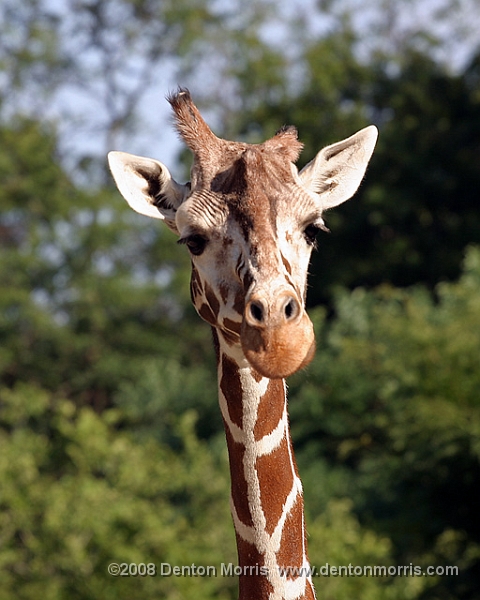 Giraffe1.JPG