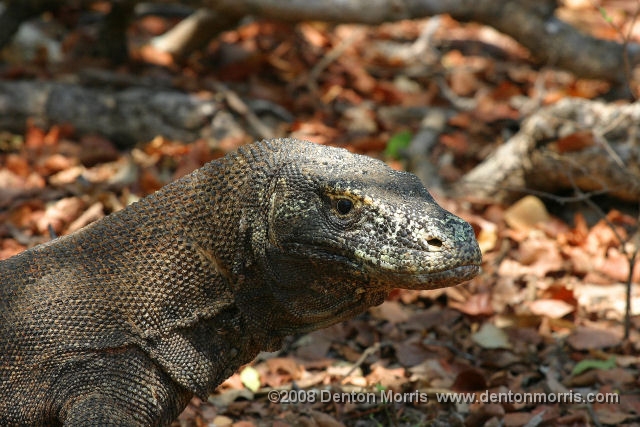 Komodo2.JPG - Komodo Dragon, Komodo Island, Indonesia