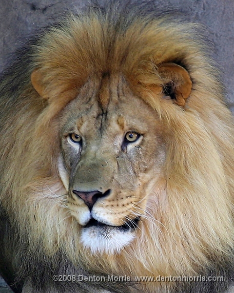 Lion1.JPG