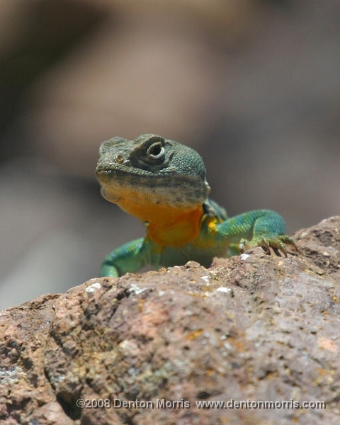 Missouri4.JPG - Missouri Lizard