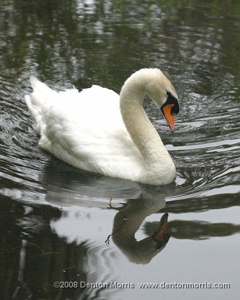 NZ5.JPG - Swan, New Zealand