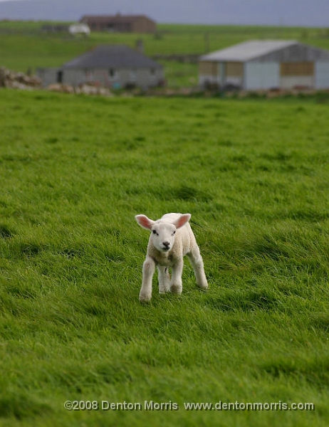 Orkney1.JPG - Orkney Lamb