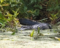 Florida6