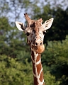Giraffe1