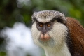Grenada1
