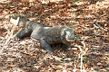 Komodo3