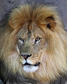 Lion1