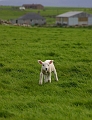 Orkney1
