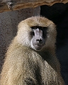 Primate1