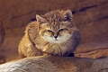 SandCat