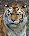 Tiger1