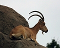zoo2