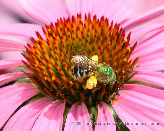 bee1.jpg