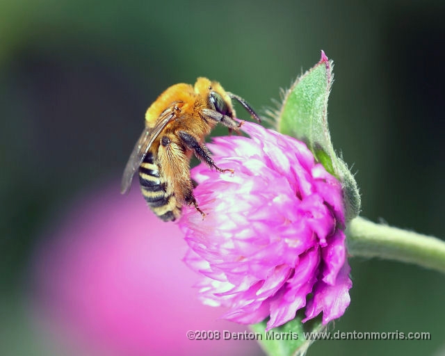 bee2.jpg