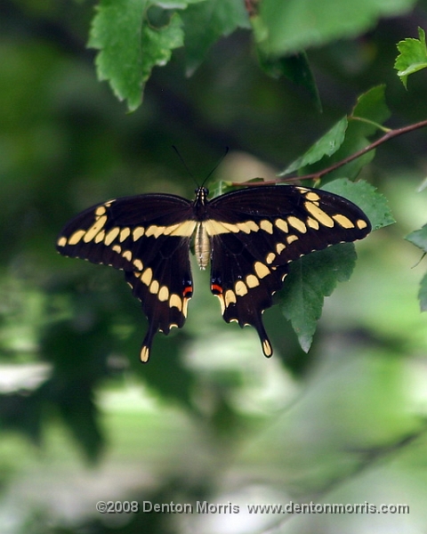 butterfly2.JPG