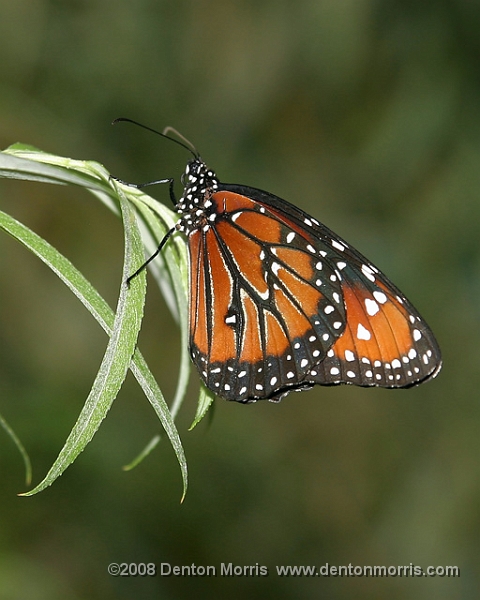 butterfly3.JPG