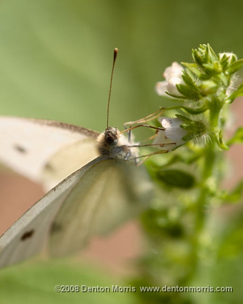 moth1.jpg