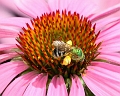 bee1