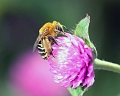 bee2