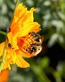 bee3