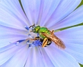 bee4
