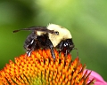 bee6