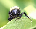 bee7