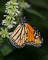 butterfly1
