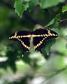 butterfly2