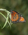 butterfly3