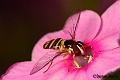 hover1