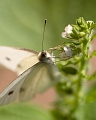 moth1