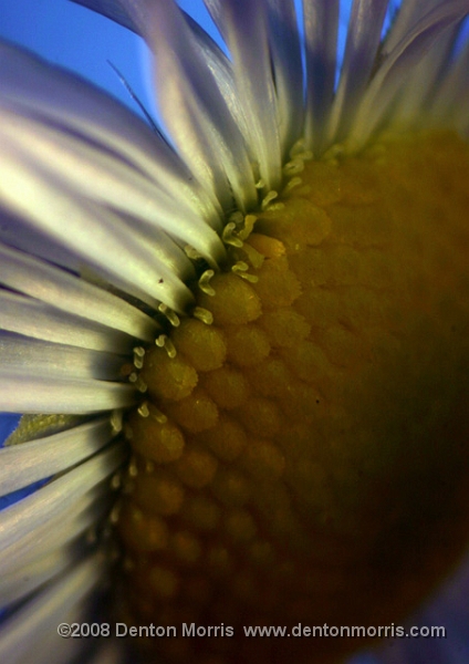 flower1.JPG