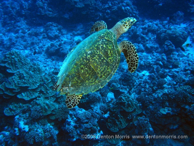 Tahiti20.JPG - Sea Turtle, Tahiti
