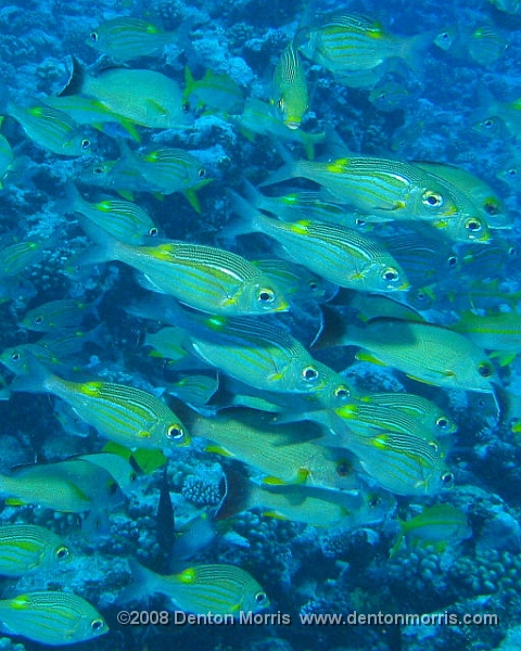 Tahiti4.JPG - School, Morea