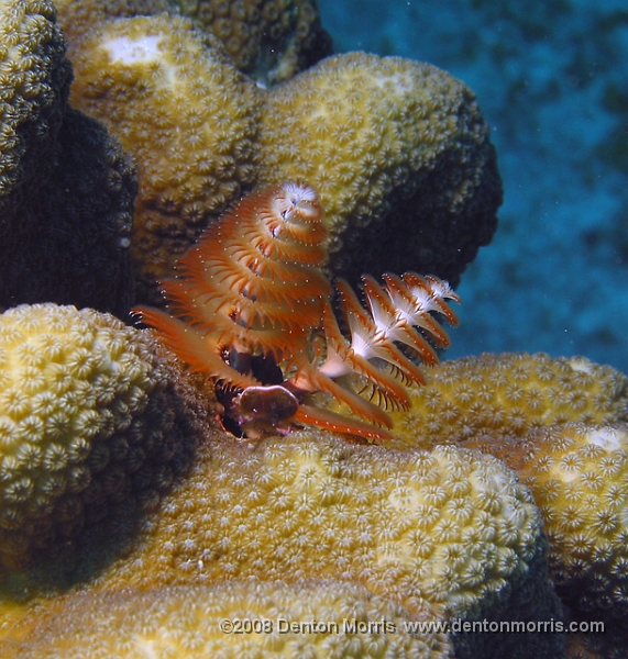 worm1.JPG - Christmas tree worm, Cayman