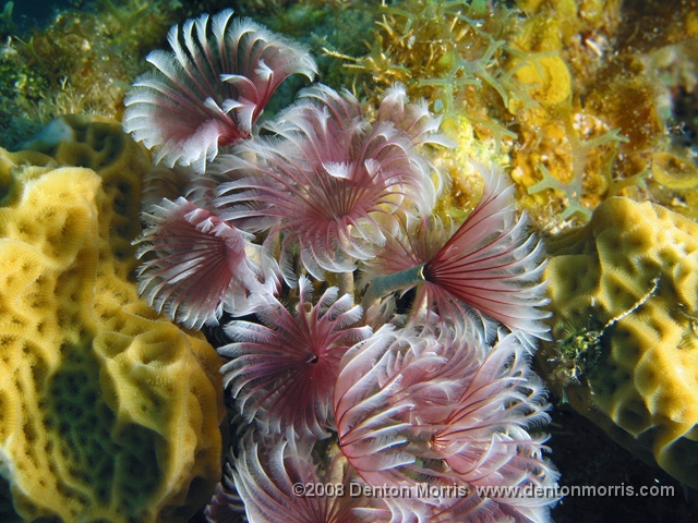 worm2.JPG - Plume worm, Cayman