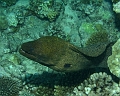 Tahiti11