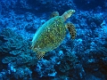 Tahiti20